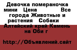 Девочка помераночка мини › Цена ­ 50 000 - Все города Животные и растения » Собаки   . Алтайский край,Камень-на-Оби г.